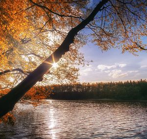 Scenic view of lake in forest during sunset