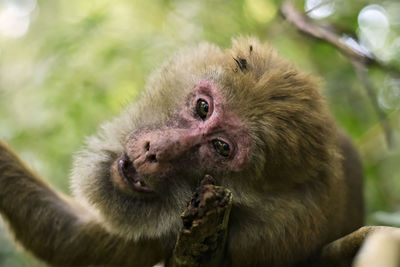 Close-up of monkey