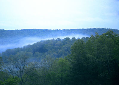 Scenic view of forest against clear sky