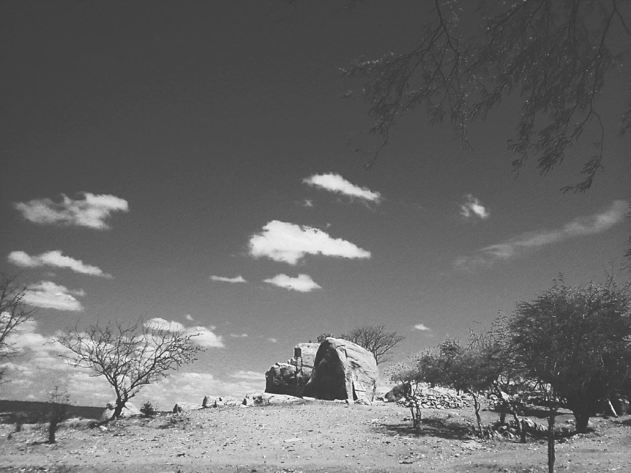 tree, day, nature, sky, outdoors, landscape, tranquility, no people, beauty in nature