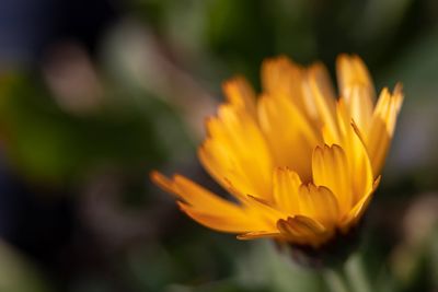 Close-up of yellow flower