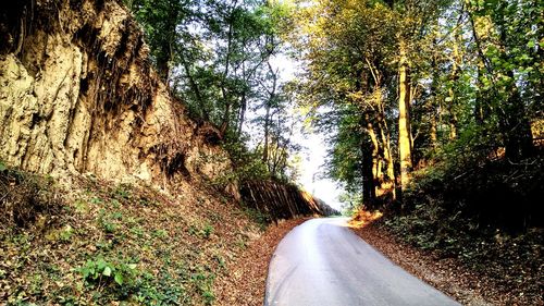 Road along trees