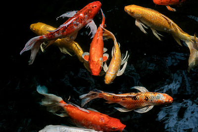 High angle view of koi carps swimming in sea