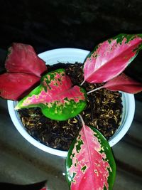 High angle view of pink flowering plant