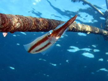 Close-up of fish swimming in sea