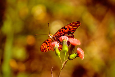 Close-up of butterfly pollinating on flower