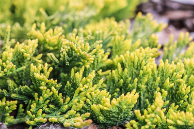 Close-up of fresh green leaves