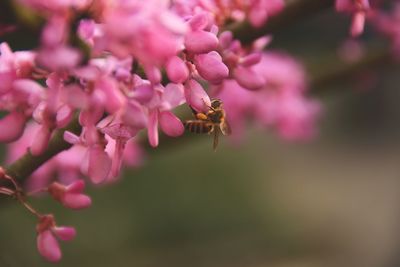 Close-up of pink flowers