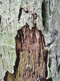 Full frame shot of tree trunk