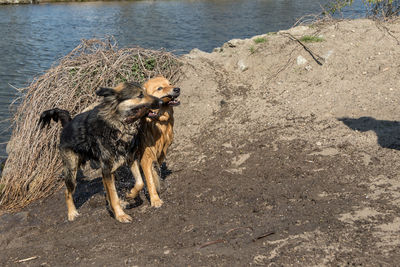 High angle view of dog on lake