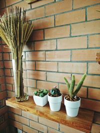 Potted plants in pot