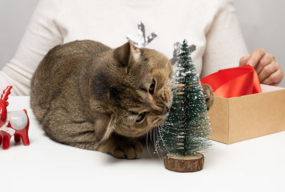 An adult gray cat is gnawing a miniature christmas tree, behind a woman is packing gifts