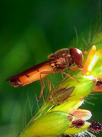 Close-up of insect on leaf