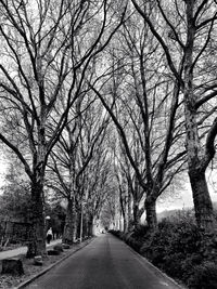 Street amidst bare trees during winter