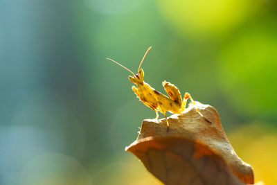 Close-up of insect on leaf