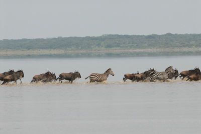 Wildebeest and zebras running in river