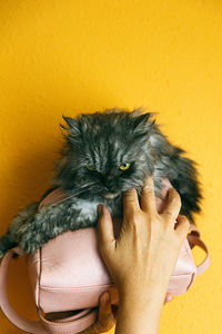 Persian cat in a small pink bag