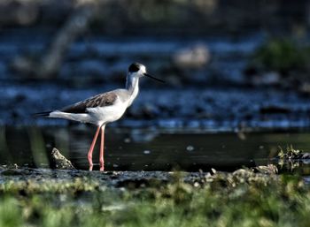 Side view of bird on beach