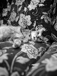 Close-up of cat relaxing on bed