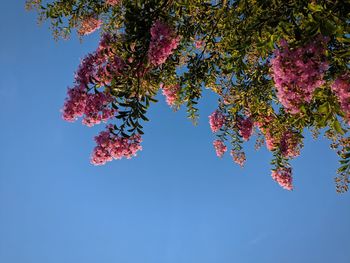 Low angle view of flowering plant against clear blue sky