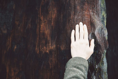 Cropped image of woman touching sequoia trunk