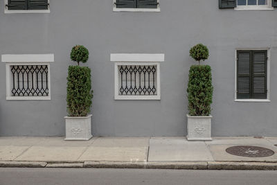 Potted plants on window