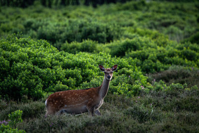 A wild deer looking at the camera on a heathland in dorset england