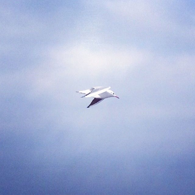 flying, bird, animal themes, animals in the wild, spread wings, wildlife, low angle view, one animal, sky, mid-air, blue, nature, seagull, beauty in nature, cloud - sky, day, outdoors, no people, cloud, copy space