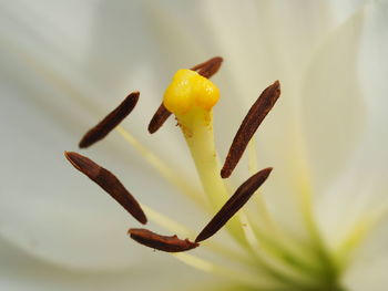 Full frame shot of white lily