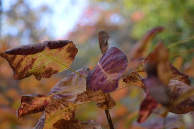 Close-up of autumn leaves on branch