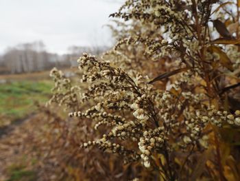 Close-up of flowering plant on field