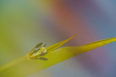 Close-up of insect on plant