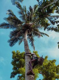 Low angle view of coconut palm tree against sky