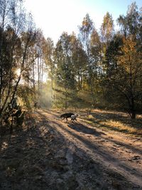 View of an animal on the road