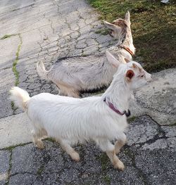 High angle view of dogs on footpath