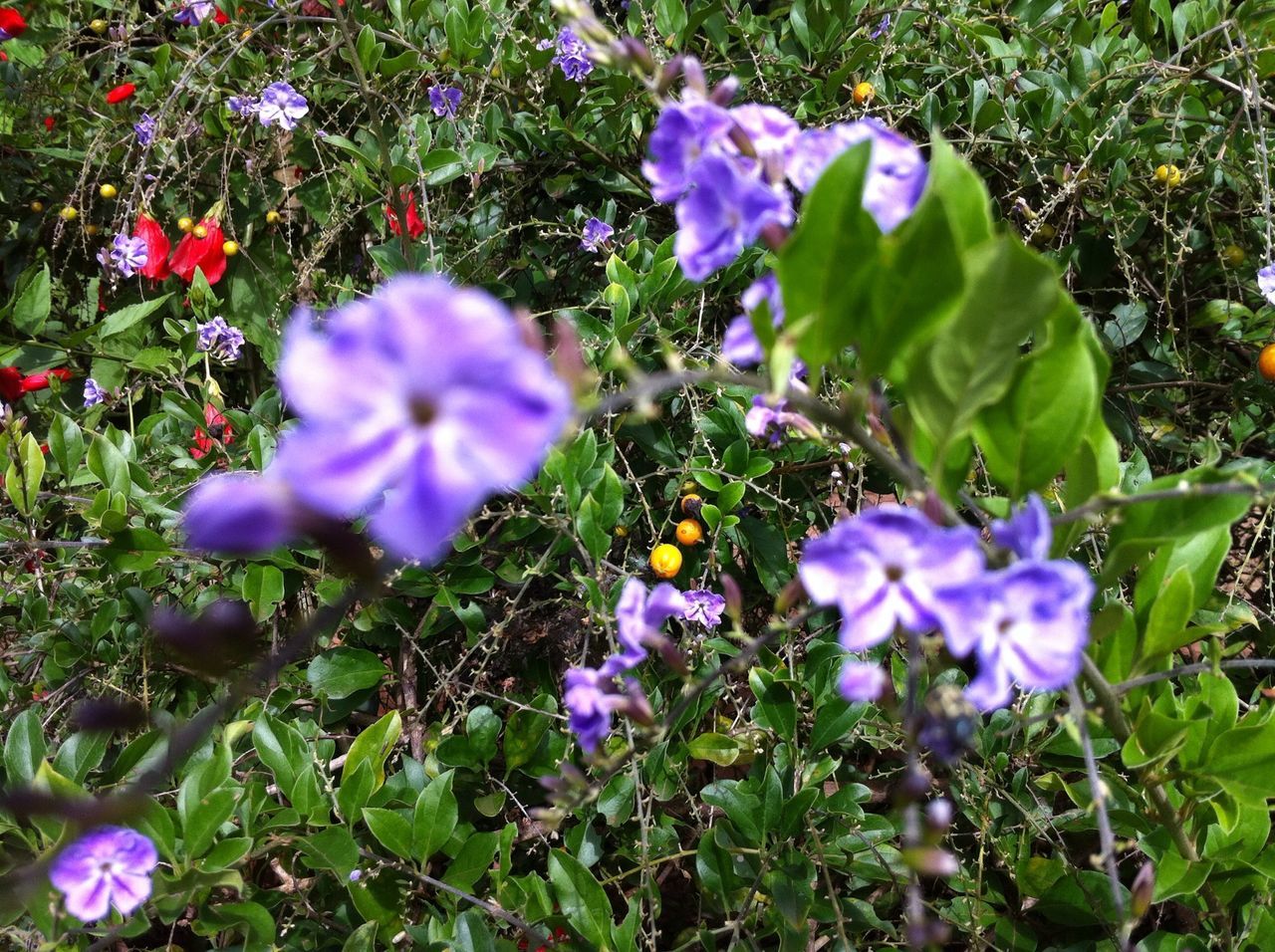 CLOSE-UP OF PURPLE FLOWERING PLANTS ON LAND