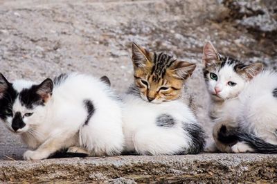 Portrait of two cats