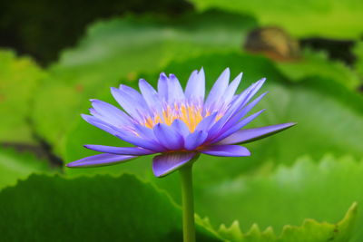 Close-up of purple water lily