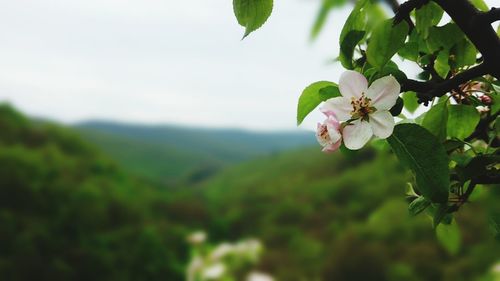 Close-up of blooming tree