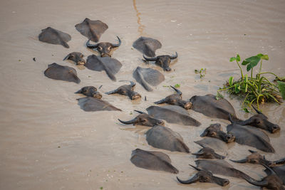 High angle view of birds on beach