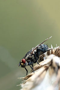 Close-up of housefly