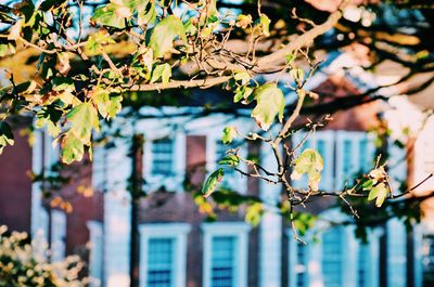 Low angle view of tree against building