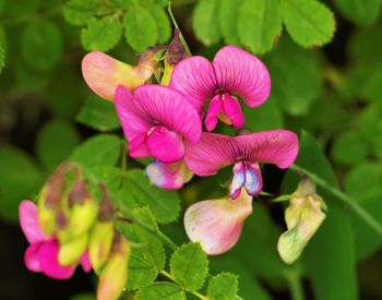 Close-up of pink flowering plant