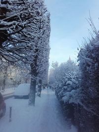 Bare trees on snow covered landscape
