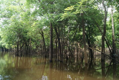 Scenic view of lake amidst trees in forest