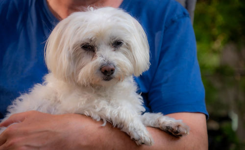 Close-up of man holding white dog