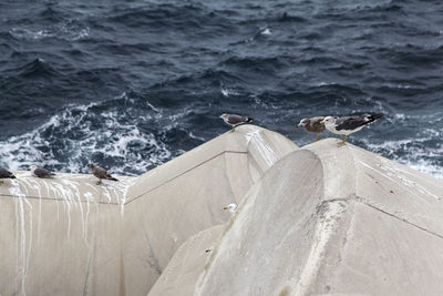 Birds perching on tetrapods against sea