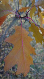 Close-up of leaves on tree