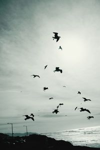 Low angle view of silhouette birds flying against sky