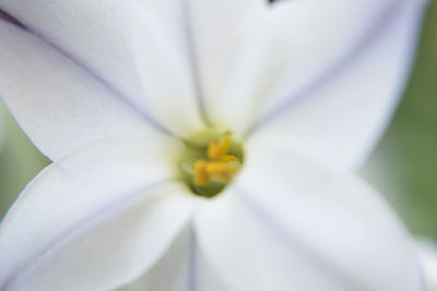 Close-up of white flower